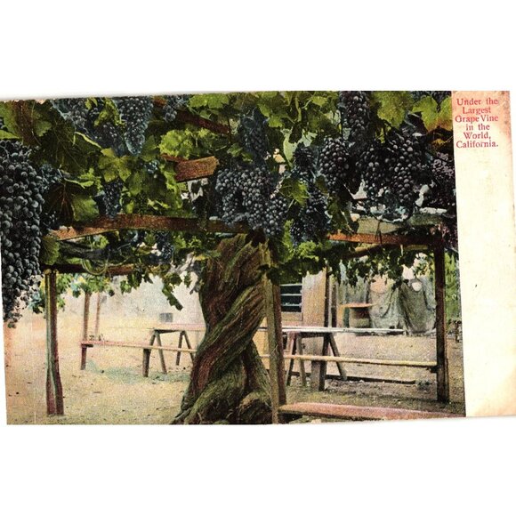 Vintage 1908 Postcard Under The Largest Grape Vine In The World California - Picture 1 of 2